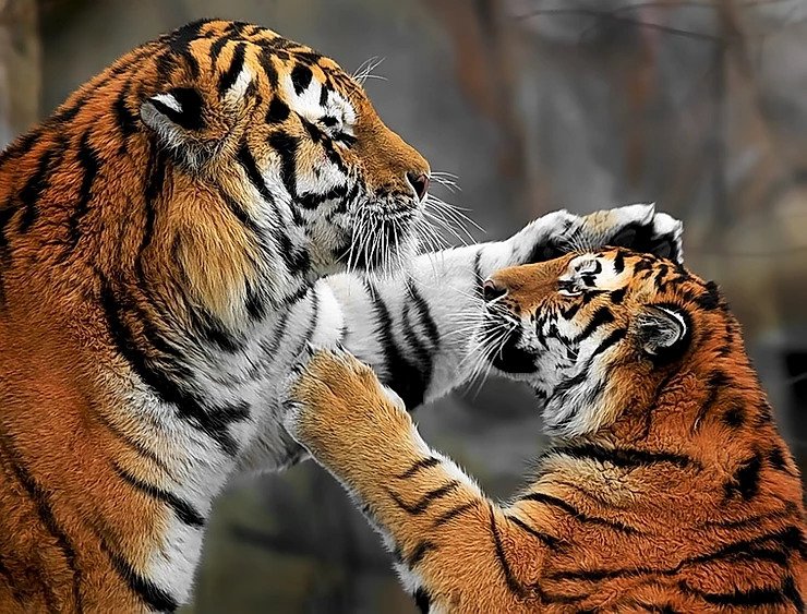 International Tiger Day : Story time